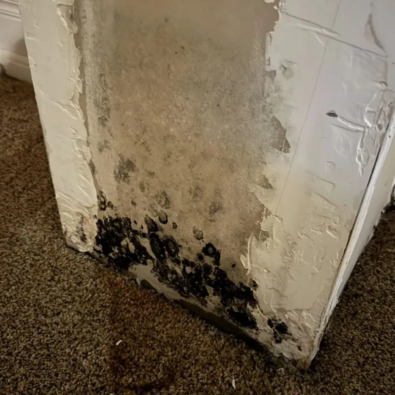 Professional Mold Removal in New Castle, DE